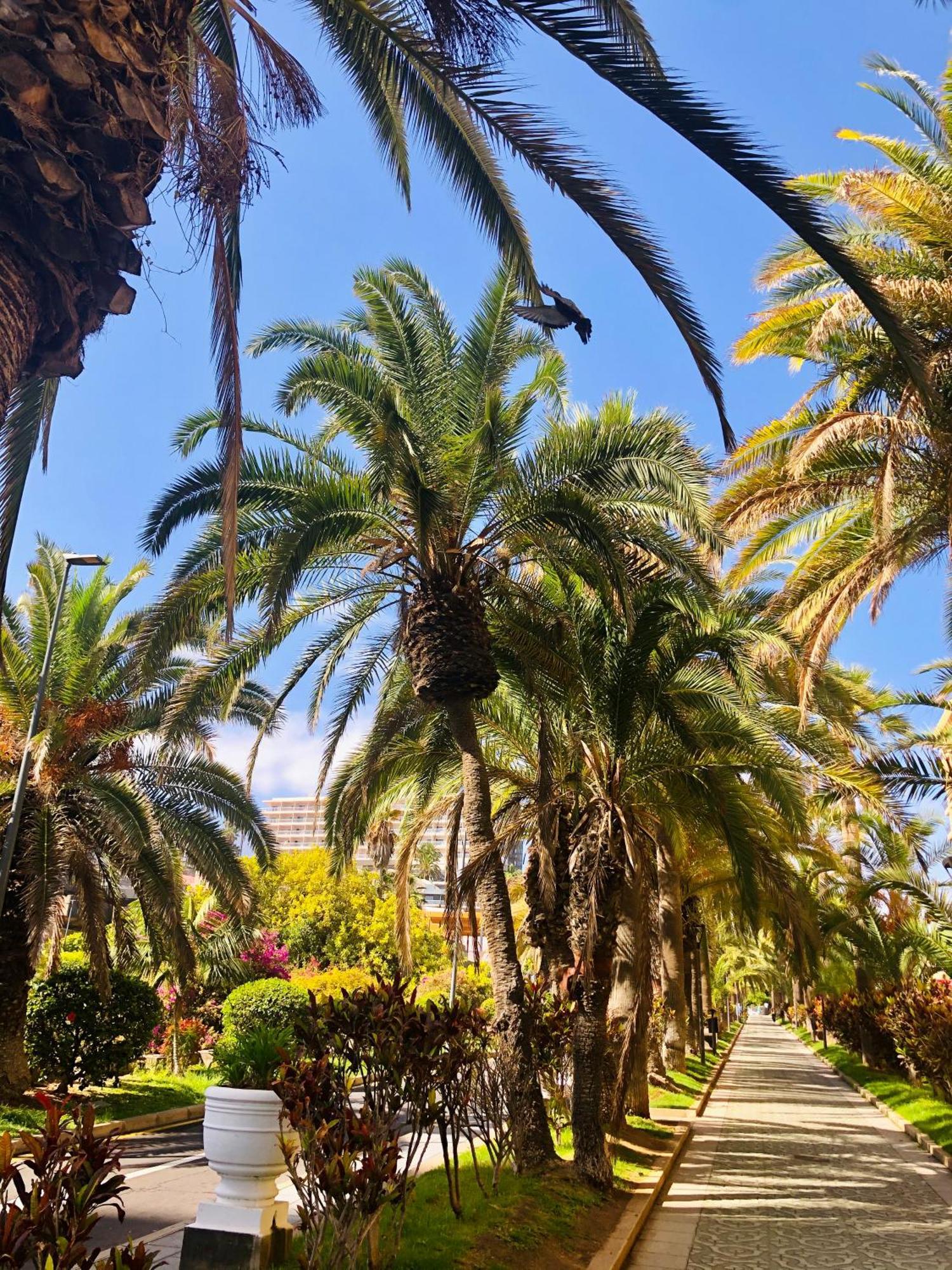 Estudio Tinerfe Puerto de la Cruz  Dış mekan fotoğraf